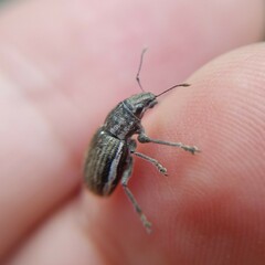 Naupactus