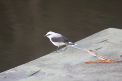 Fluvicola nengeta