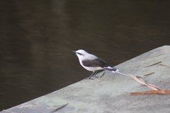 Fluvicola nengeta