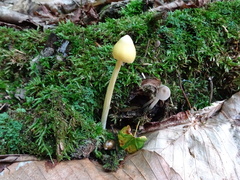 Entoloma murrayi