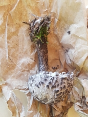 Strobilomyces strobilaceus