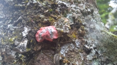 Herpothallon rubrocinctum