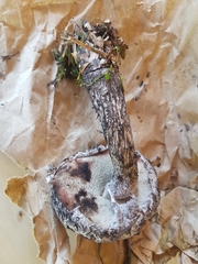 Strobilomyces strobilaceus