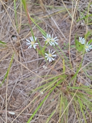 Solidago ptarmicoides
