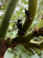 Camponotus pennsylvanicus