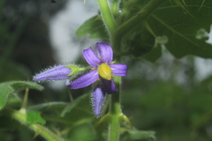 Solanum mammosum