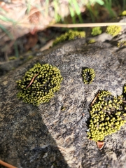 Plenogemma phyllantha