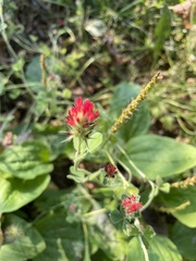 Trifolium incarnatum