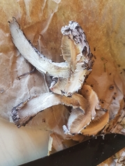 Strobilomyces strobilaceus