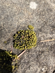 Plenogemma phyllantha