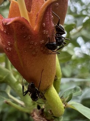 Camponotus pennsylvanicus