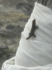 Gonatodes albogularis