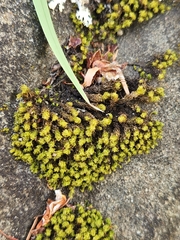 Plenogemma phyllantha