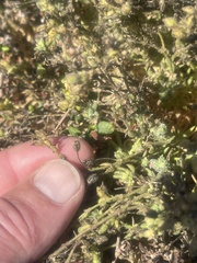Spergularia macrotheca