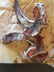 Strobilomyces strobilaceus