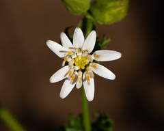 Moscharia pinnatifida