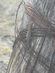 Gonatodes albogularis