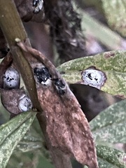 Botryosphaeria dothidea