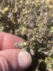 Spergularia macrotheca