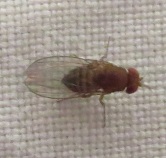 Sophophora