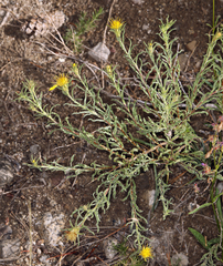 Ericameria suffruticosa