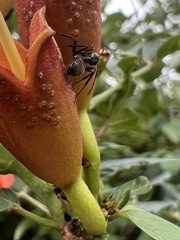 Camponotus pennsylvanicus