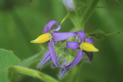 Solanum mammosum