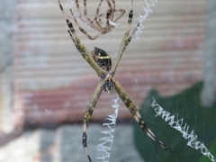 Argiope argentata