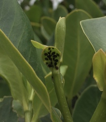 Aphidomorpha