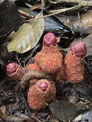 Balanophoraceae