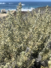 Artemisia californica