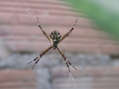 Argiope argentata