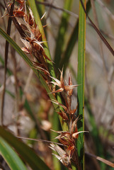 Schoenus grandiflorus