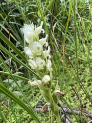 Spiranthes romanzoffiana