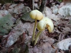 Entoloma murrayi