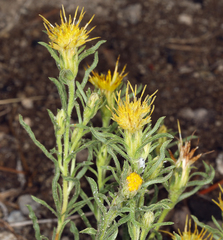 Ericameria suffruticosa