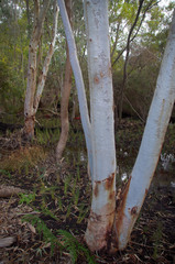 Eucalyptus camaldulensis