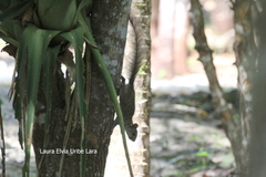 Sciurus yucatanensis