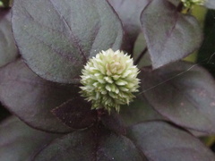 Alternanthera