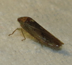 Ponana quadralaba