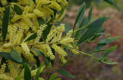 Acacia longifolia longifolia