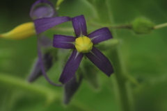 Solanum mammosum