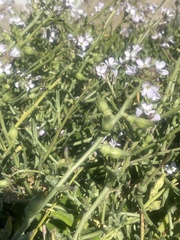 Cakile maritima