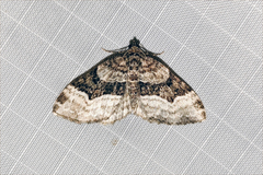 Euphyia intermediata