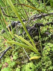 Spiranthes romanzoffiana