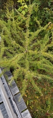 Larix laricina
