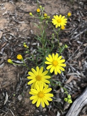 Senecio spanomerus