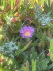 Carpobrotus chilensis