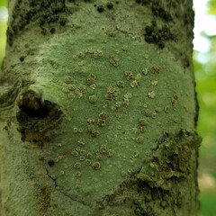 Lecanora