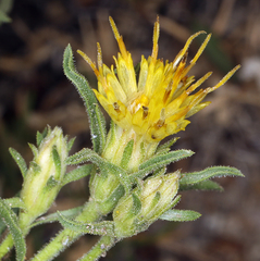 Ericameria suffruticosa